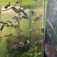 【熱帯魚】国産ミックスグッピー稚魚30匹の画像