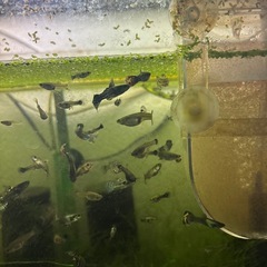 【熱帯魚】国産ミックスグッピー稚魚30匹の画像