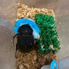 期間限定！　即ブリ　極太C68メテオペアの画像