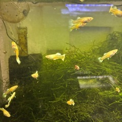【熱帯魚】国産RR EAドイツイエローグッピー稚魚(中型)２ペアの画像