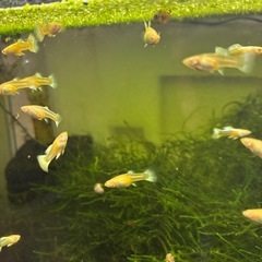 【熱帯魚】国産RR EAドイツイエローグッピー稚魚(中型)２ペアの画像