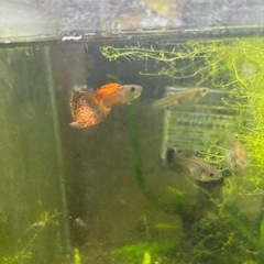 【熱帯魚】国産レッドグラスグッピーペアの画像