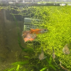 【熱帯魚】国産レッドグラスグッピーペアの画像