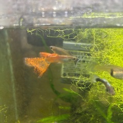 【熱帯魚】国産レッドグラスグッピーペアの画像
