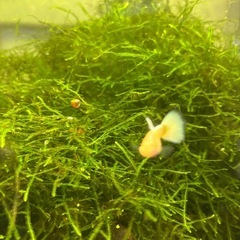 【熱帯魚】RR EAドイツイエロータキシードグッピー稚魚ペアの画像