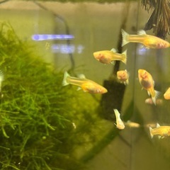 【熱帯魚】RR EAドイツイエロータキシードグッピー稚魚ペアの画像