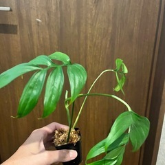 モンステラ サブピンナータ　観葉植物の画像