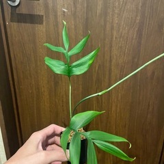 モンステラ サブピンナータ　観葉植物の画像