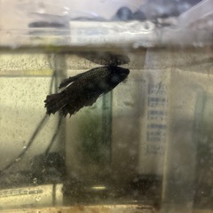 【熱帯魚】ベタ　オス稚魚各種一匹の画像