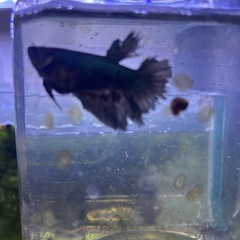 【熱帯魚】ベタ　オス稚魚各種一匹の画像