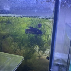 【熱帯魚】ベタ　オス稚魚各種一匹の画像