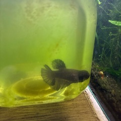 【熱帯魚】ベタ　オス稚魚各種一匹の画像