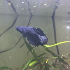 【熱帯魚】ベタツインテールオスの画像
