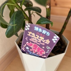 観葉植物🪴の画像