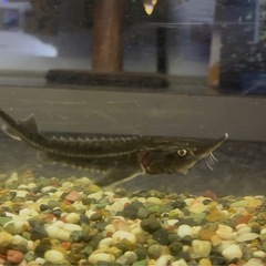 ベステルチョウザメの画像