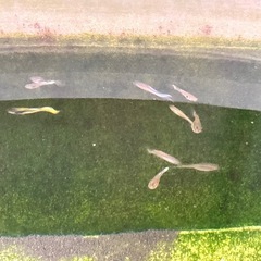 プラティ　グッピー　メダカ　シルバーフライングフォックス　プレコ　ミナミヌマエビの画像