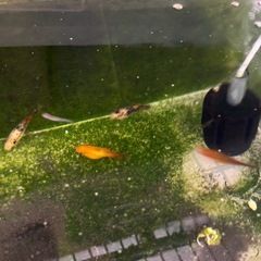 プラティ　グッピー　メダカ　シルバーフライングフォックス　プレコ　ミナミヌマエビの画像