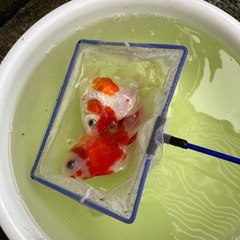 玉サバ　3匹　の画像