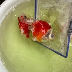 玉サバ　3匹　の画像