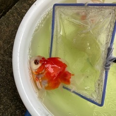 玉サバ　3匹　の画像