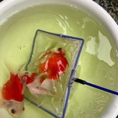 玉サバ　3匹　の画像