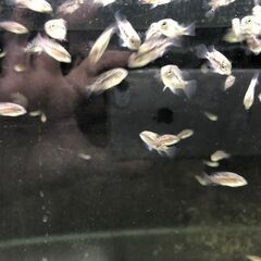 テキサスシクリッドを10匹300円で譲りますの画像