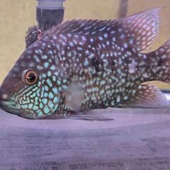 テキサスシクリッドを10匹300円で譲りますの画像