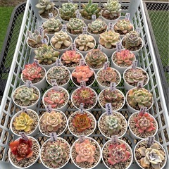 多肉植物(エケベリア)37ポットの画像