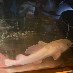 1500×600×600 アクリル水槽と生体の画像