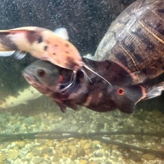 1500×600×600 アクリル水槽と生体の画像