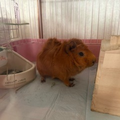 モルモット　男の子　巻き毛