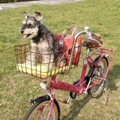 【決定済】ペットとお出かけ可能な自転車の画像