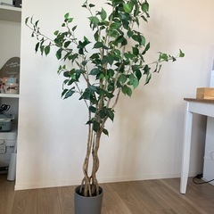 IKEA FEJKA フェイカ　人工観葉植物　　　の画像
