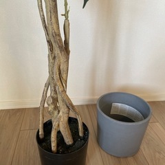 IKEA FEJKA フェイカ　人工観葉植物　　　の画像