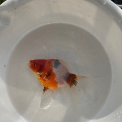 金魚 玉サバ 4匹 8〜10cm の画像