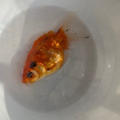 金魚 玉サバ 4匹 8〜10cm の画像