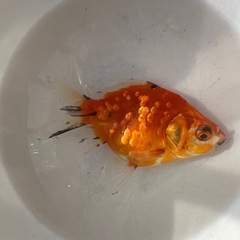 金魚 玉サバ 4匹 8〜10cm の画像