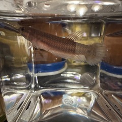 ワイルドベタ　マクロストマ　ブルネイ産　WF1 ペア？の画像