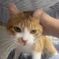 まん丸お目め♂ 2〜3歳くらい