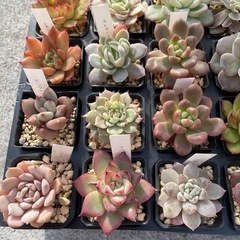 元気な多肉②
の画像