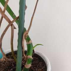 モンステラ 観葉植物の画像