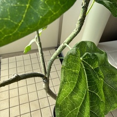 フェイクツリー｜観葉植物（高さ150cm）の画像