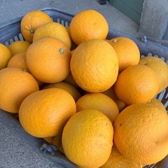 本日収穫！夏みかん
の画像