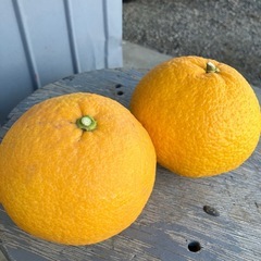 本日収穫！夏みかん
の画像