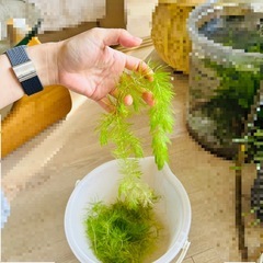 マツモ 水草     
の画像