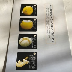 南国土佐文旦🍊2玉の画像