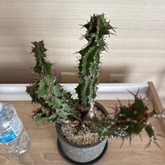 ユーフォルビア　クーペリーの画像