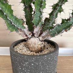 ユーフォルビア　クーペリーの画像