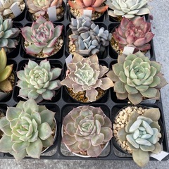 元気な多肉③の画像