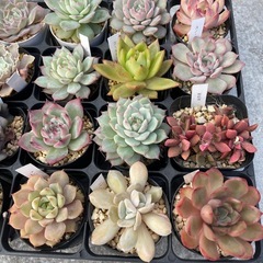 元気な多肉③の画像